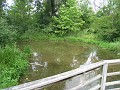 Matthaei Botanical Gardens 2010 0395